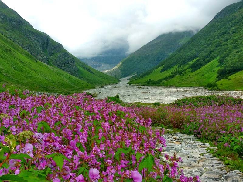 valley of flowers
